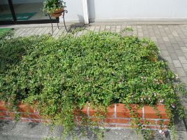 アベリアエドワード